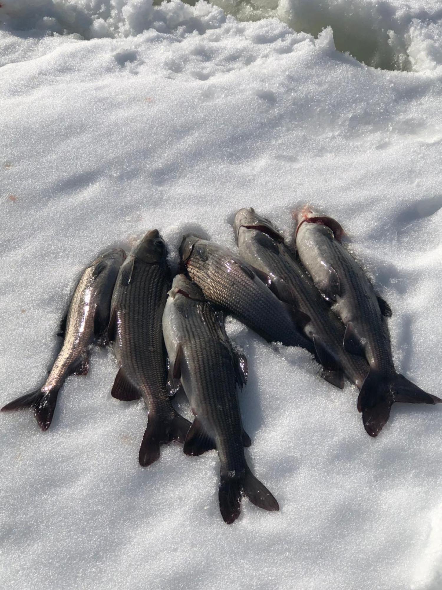Pasvik Taiga 호텔 Skogfoss 외부 사진